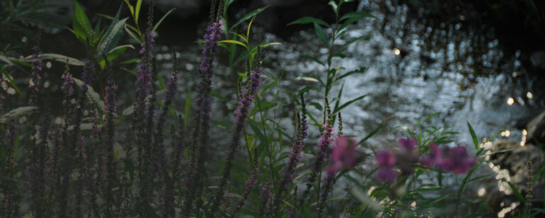 Ethik in der Evolution – die notwendige Entwicklung einer ethischen Haltung