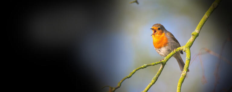 Emotionen in der Stimme erkennen: deine Stimme „verrät“ dich