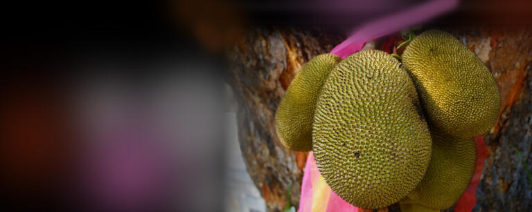 Was die Stinkfrucht mit ethischem Verhalten zu tun hat