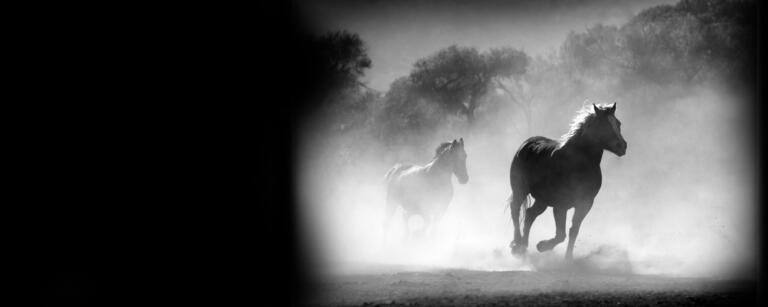 Mindguide – der hilfreiche Führer im Geist