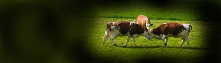 Umgang mit Konflikten – mehr Klarheit durch weniger Denken