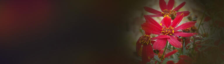 Nachfolge abgeschlossen – aber deine Eltern stehen trotzdem noch im Büro? 5 Schritte, wie du ihnen Grenzen setzen kannst